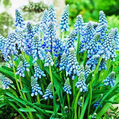 Traubenhyazinthe Muscari Armeniacum 10 st.