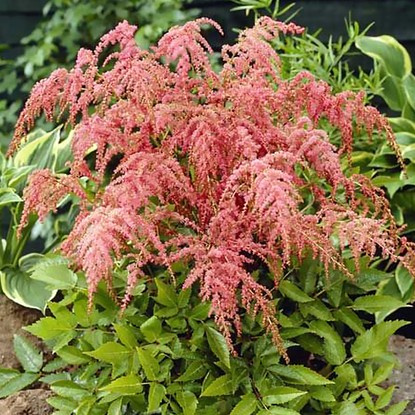 Astilbe Prachtspiere Strasussenfeder 1 st.