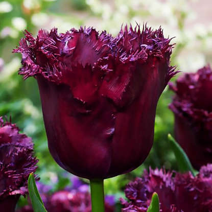 Crispa Tulpe Gorilla 5 st.