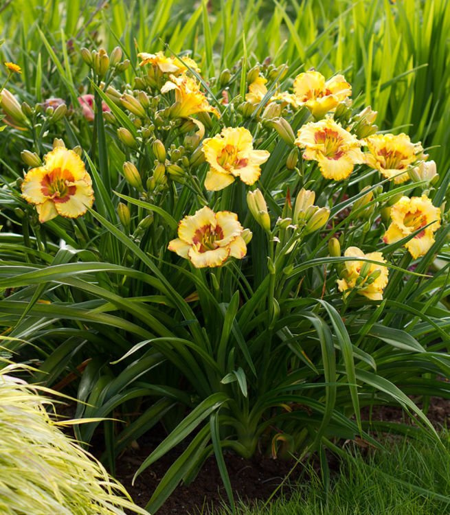 Taglilie Hemerocallis Irrestible Charm 1 st.