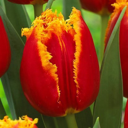 Crispa Tulpe Fabio 5 st.