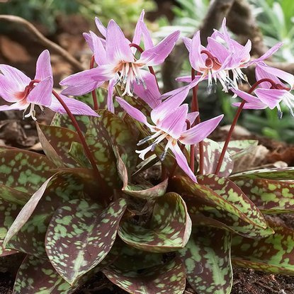 Hundszahnlilie Erythronium Denis-Canis 1 st.