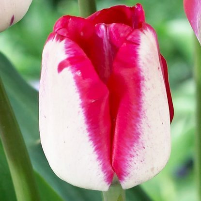 Triumph Tulpe Just Kissed 5 st.