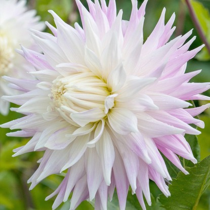 Dahlie Kaktus Kiev 1 st.