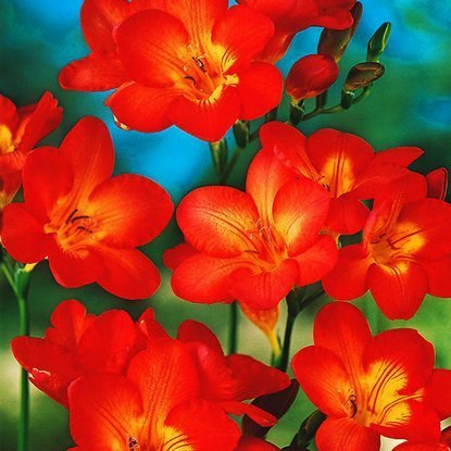 Freesien Einzelne Rote 10 st.