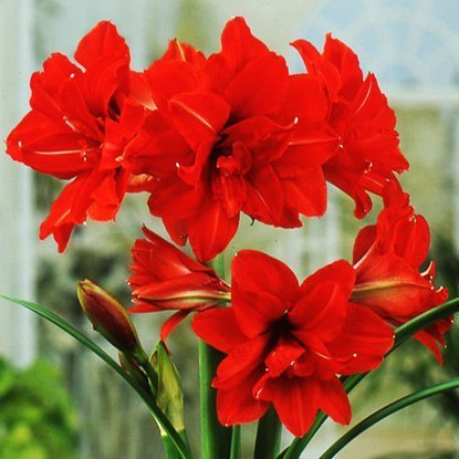 Rittersterne Hippeastrum Gefüllter Red Peacock 1 st.