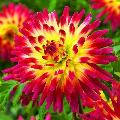 Dahlie Kaktus Tahiti Sunrise 1 st.