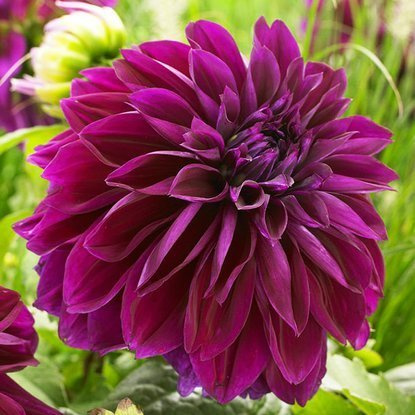 Dahlie Dekorativ Thomas A. Edison 1 st.