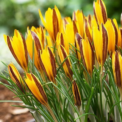 Krokusse Crocus angustifolius 10 st.