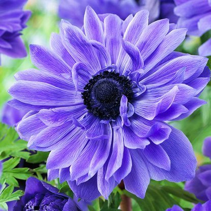 Anemone gefüllte Windröschen Lord Litueant 10 st.