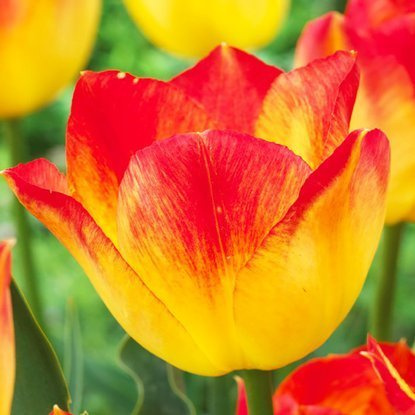 Triumph Tulpe Suncatcher 5 st.