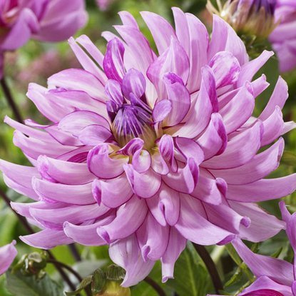 Dahlie Kaktus Leila Savanna Roze 1 st.