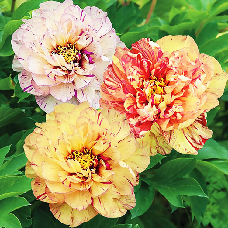 Pfingstrose ITOH Päonie Lollipop 1 st.