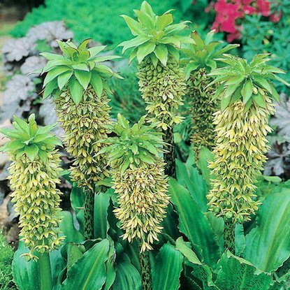 Schopflilien Eucomis Bicolor 1 st.