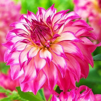 Dahlie Dekorativ Colorado Classic 1 st.