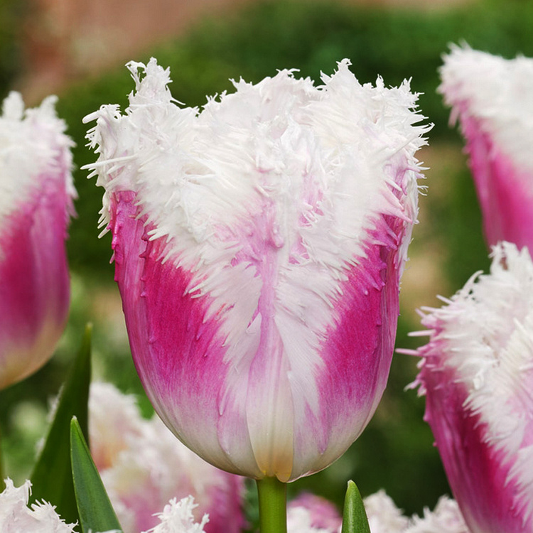 Crispa Tulpe Huis ten Bosch 5 st.