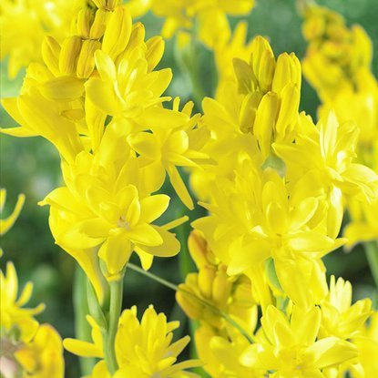 Tuberose Polianthes Super Gold 1 st.