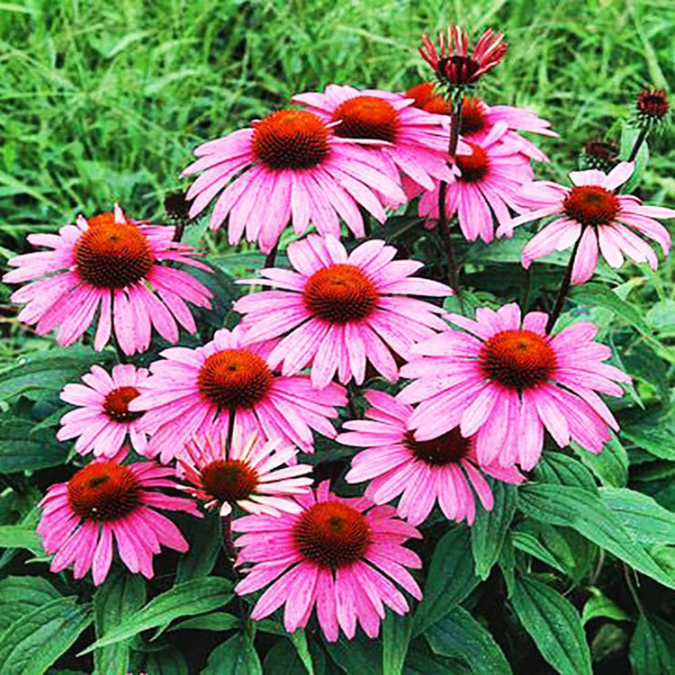 Echinacea Sonnenhut Magnus 1 st.