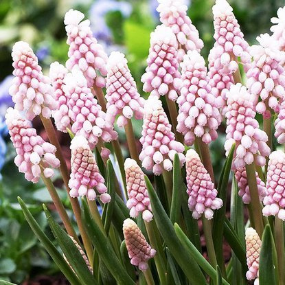 Szafirek (Muscari) Pink Sunrise 1szt.