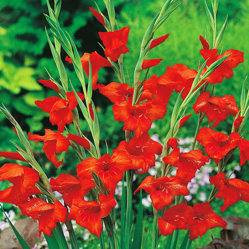 Großblumige Gladiole Mirella 5 st.