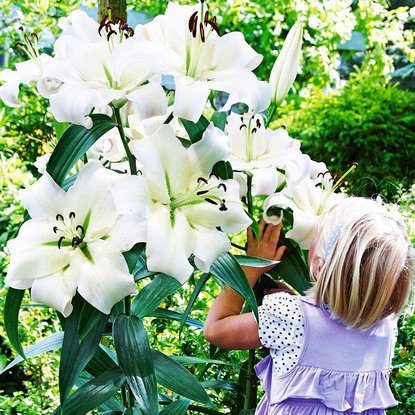 Tree Lilie XXL Zwiebeln Weiß 1 st.