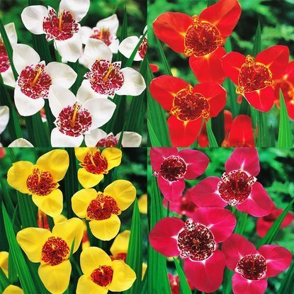 Tigridia-Set - Tigerin 4 Farben