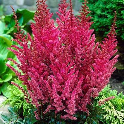 Astilbe Prachtspiere Maggie Daley 1 st.