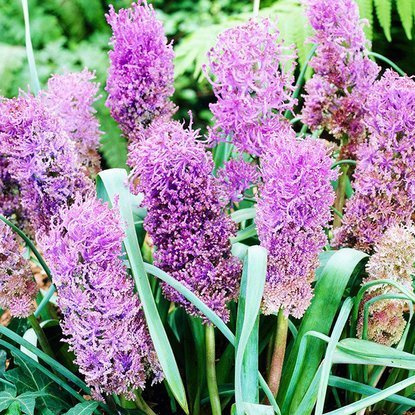 Traubenhyazinthe Muscari Comosum Plumosum 10 st.