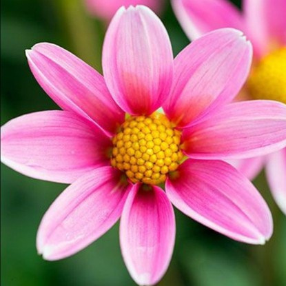 Dahlie Einfach Topmix Bonne Esperance 1 st.