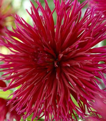 Dahlie Hirschgeweih Urchin US 1 st.