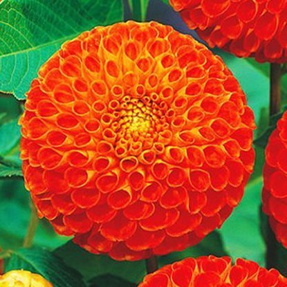 Dahlie Pompon Bantling 1 st.