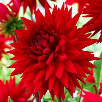 Dahlie Kaktus Witteman's Best 1 st.