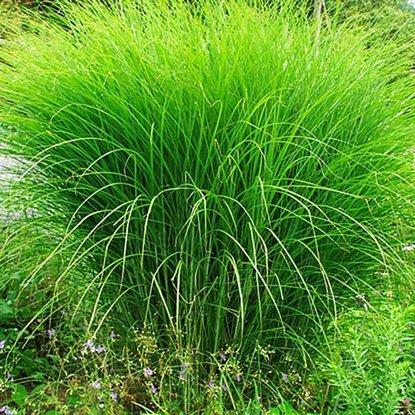 Chinaschilf Ziergräser Miscanthus Gracillimus 1 st.