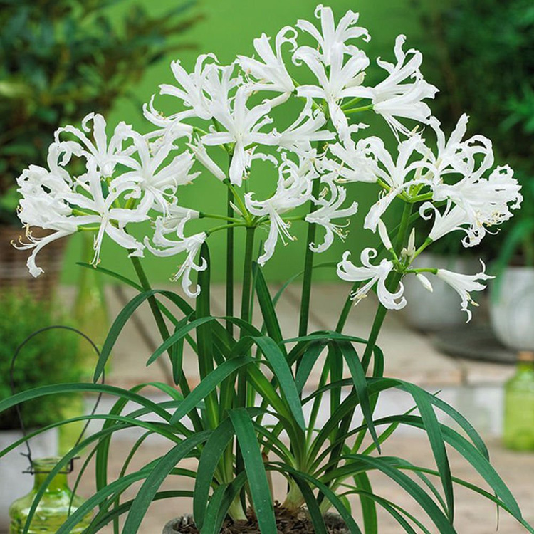 Nerine Guernseylilien bowdenii Alba 1 st.