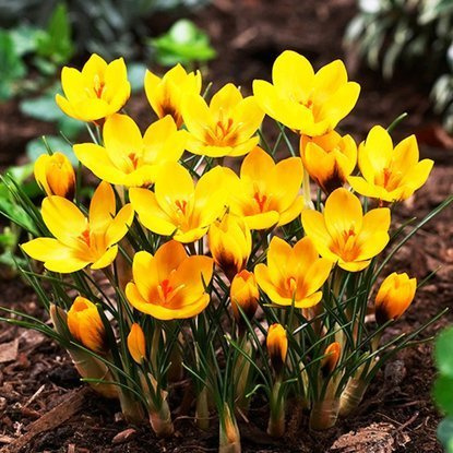 Krokusse Crocus Goldilocks 10 st.