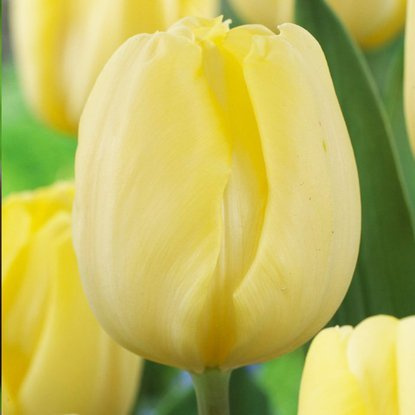 Triumph Tulpe Cremig 5 st.