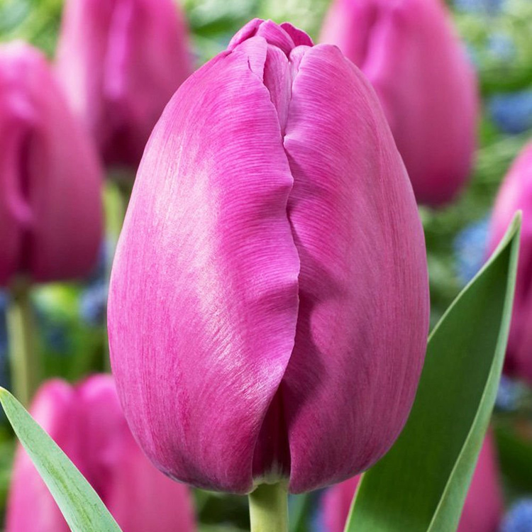 Triumph Tulpe Violett 5 st.