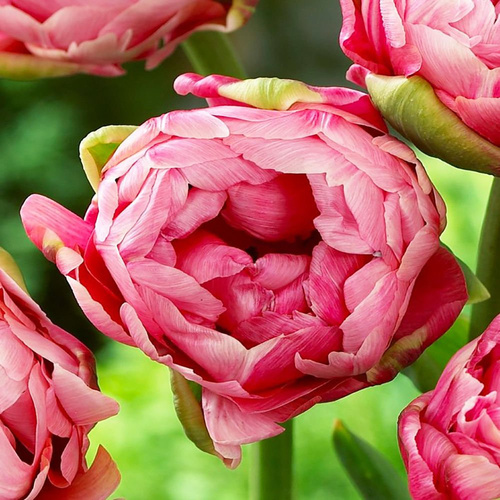 frühblühende gefüllte Tulpe Wedding Gift 5 st.