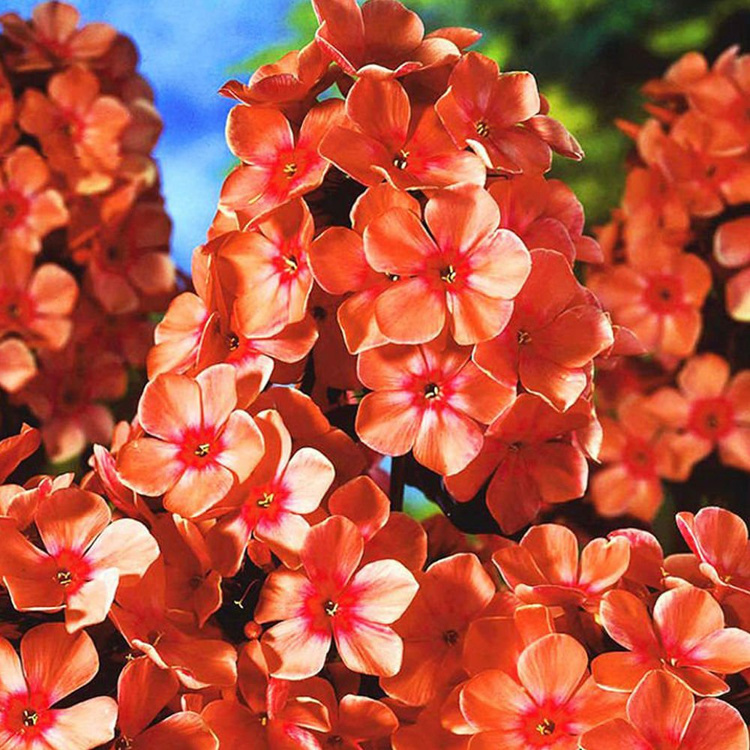 Phlox  Flammenblumen Orange Perfection 1 st.