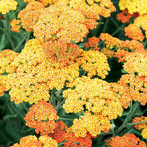 Schafgarbe gold Achillea Terracotta 1 st.