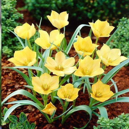 Wild Tulpe Batalinii Bright Gem 5 st.