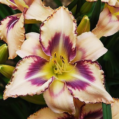Taglilie Hemerocallis Destined to See 1 st.