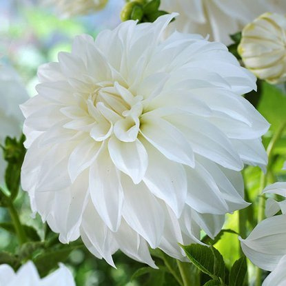 Dahlie Dekorativ Lady Liberty 1 st.