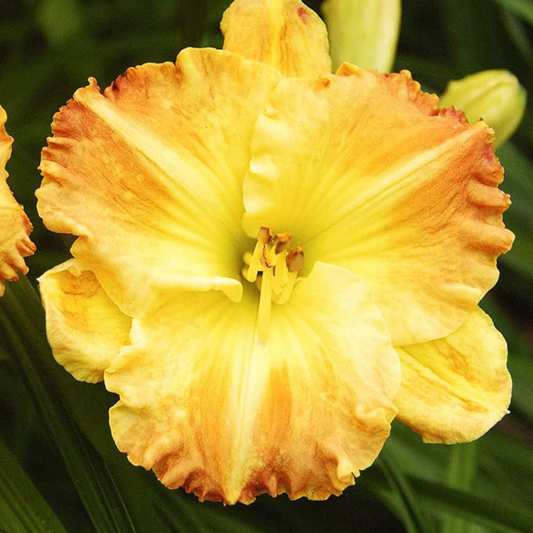 Taglilie Hemerocallis Smuggler's Gold 1 st.