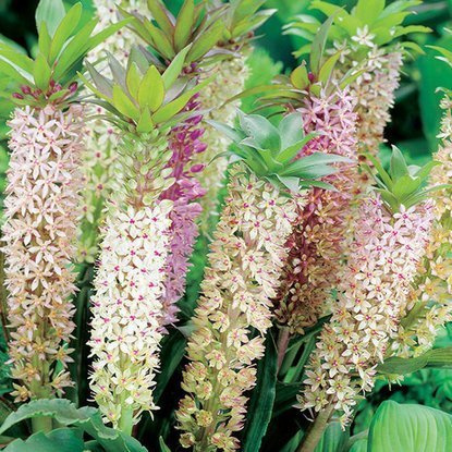 Schopflilien Eucomis Comosa 1 st.