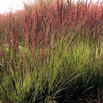 Pfeifengras Molinia Moorhexe 1 st.