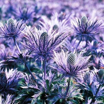 Mannstreu Eryngium Alpinum 1 st.