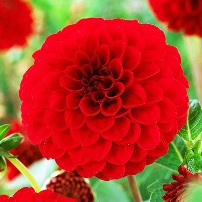 Dahlie Pompon Nesco 1 st.