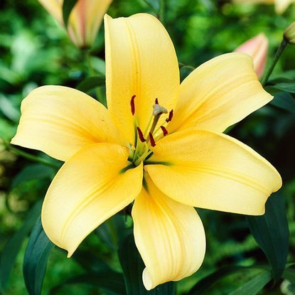 Tree Lilie Orania 1 st.