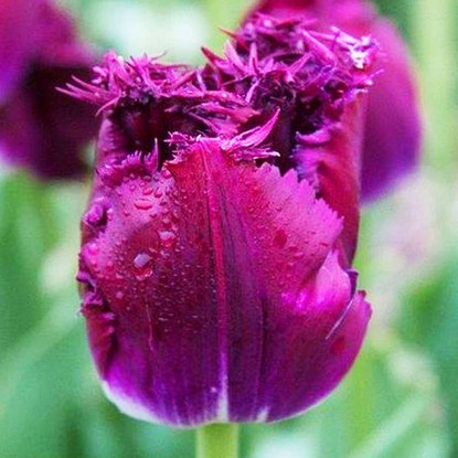 Crispa Tulpe Purple Crystal 5 st.